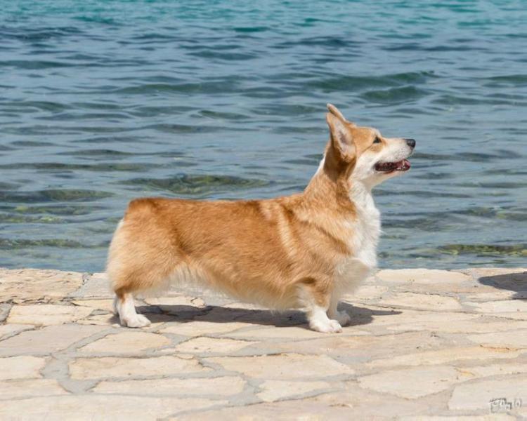 Aksy Oma Jeraldine | Pembroke Welsh Corgi 