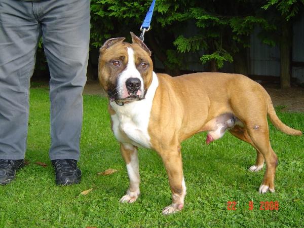 Spike. | American Staffordshire Terrier 