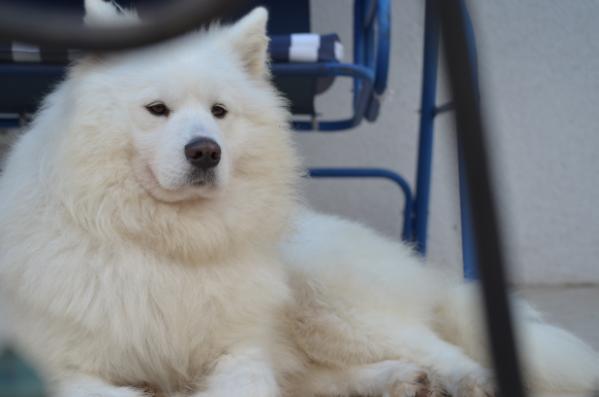 Alan from Kel’bin treasure-house | Samoyed 