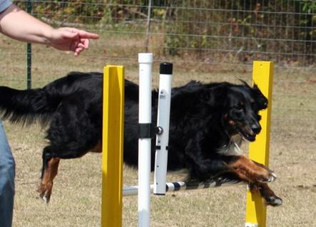 Wingler's Becca | English Shepherd 