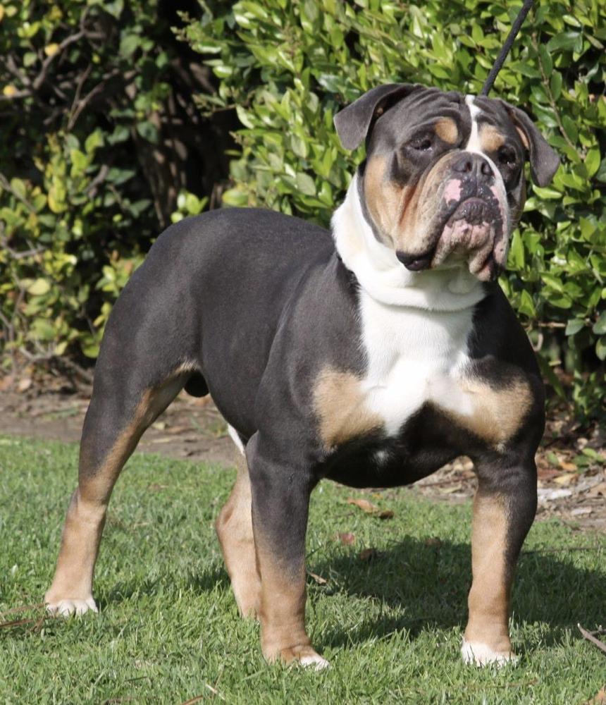 Shaka Bulldogges' Dodger of 1BN | Olde English Bulldogge 