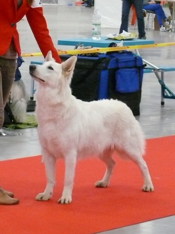 IZZY z Borówek | White Swiss Shepherd Dog 