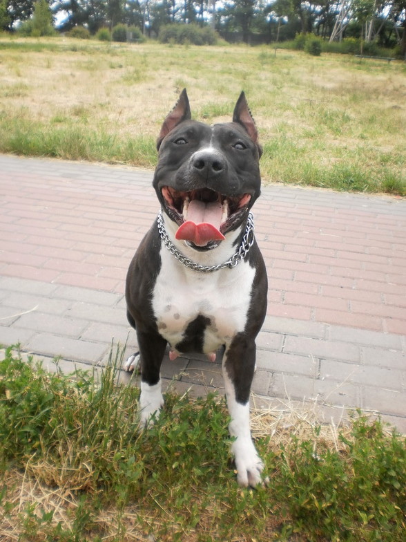 Fantasy Night from Amstaff"s Hollywood | American Staffordshire Terrier 
