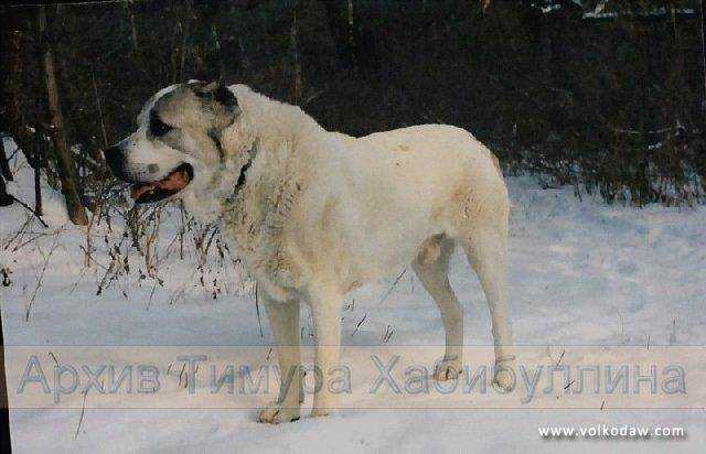 Pelen | Central Asian Shepherd Dog 
