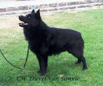 Duvel van simvic | Schipperke 