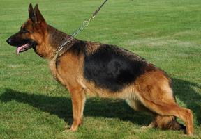 Wilma vom Thalberger Land | German Shepherd Dog 