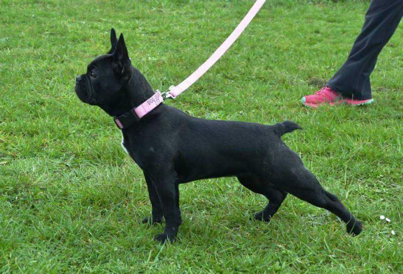 Woodys Black Sheep | French Bulldog 