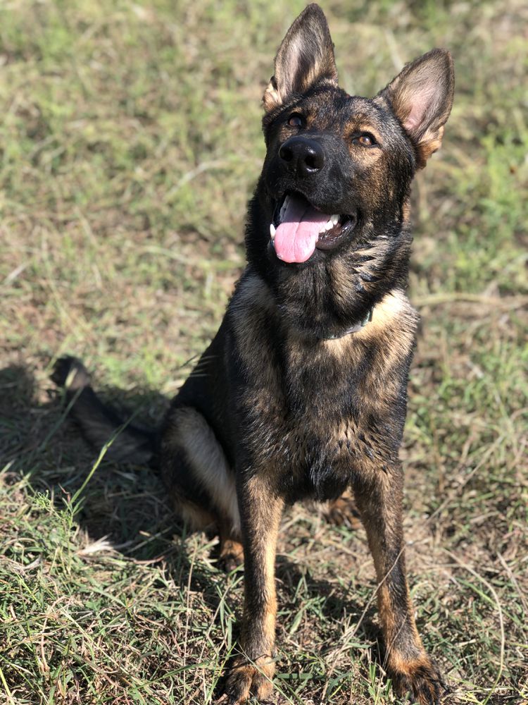 Lilly Vom Haus | German Shepherd Dog 