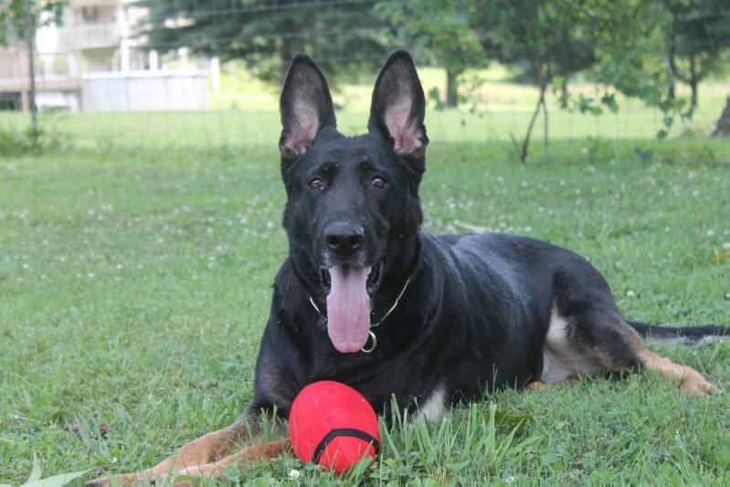 Camelot's Shining Victory | German Shepherd Dog 