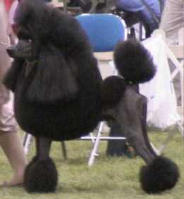 Serekunda King's Delight | Poodle 