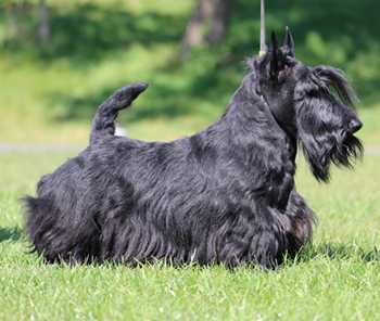 Bullstation's Bed And Breakfast | Scottish Terrier 