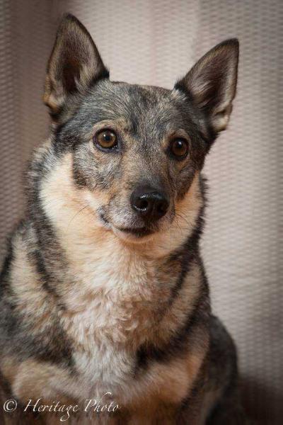 Agilqwest Solstice Naru | Swedish Vallhund 