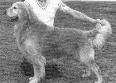 Butterblac Beardsanbrow Beacon | Golden Retriever 