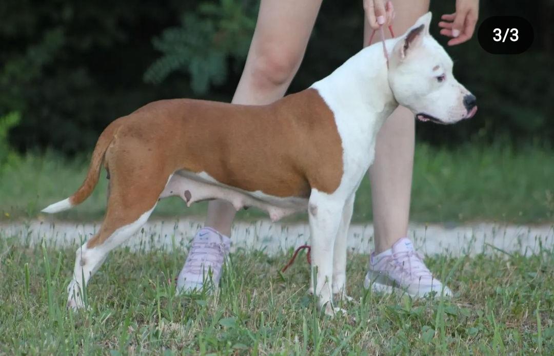 Hera od 1300 Kaplara | American Staffordshire Terrier 