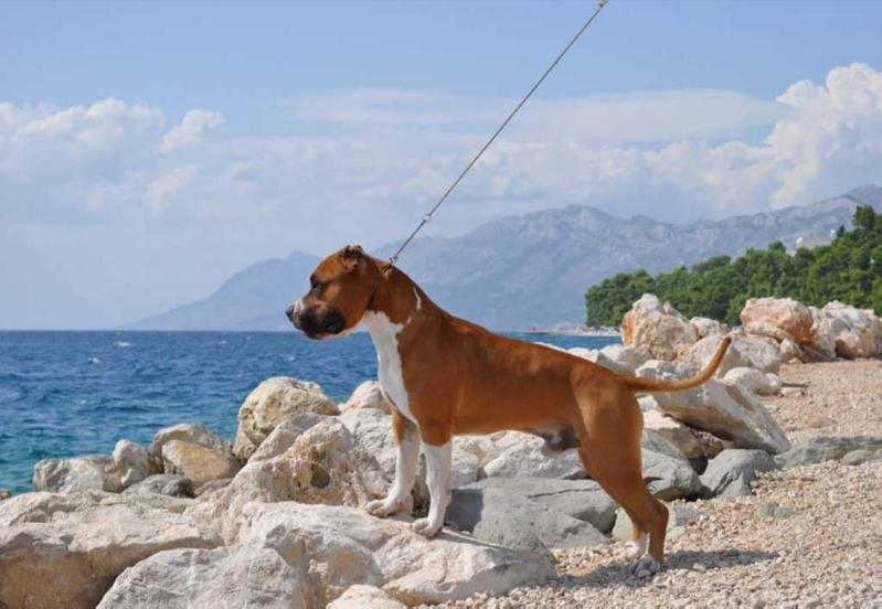 Royal Amstaff Kentucky`s Best | American Staffordshire Terrier 