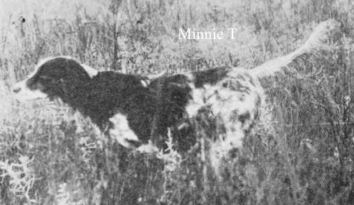 Minnie T (Dick Bondhu x Betty B) | English Setter 