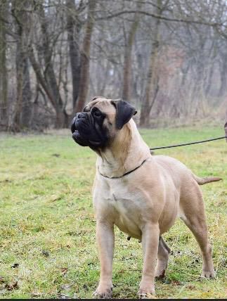 Bonny Family Loyal | Bullmastiff 