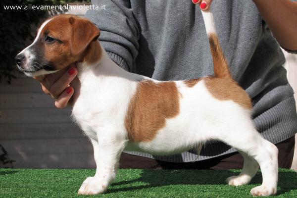 Alfredo di Violetta Innamorato | Jack Russell Terrier 