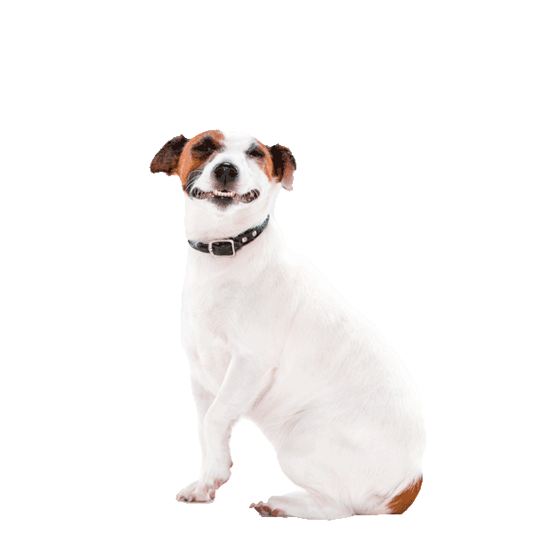 Russell Terrier