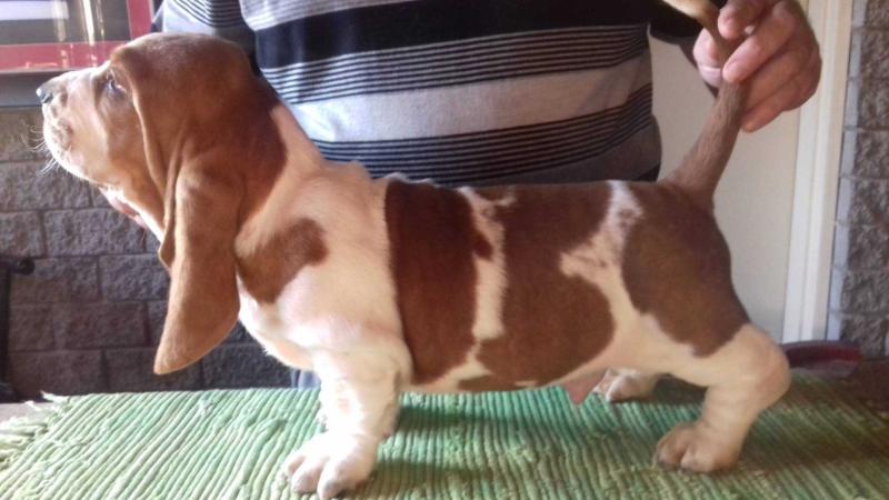 STORMWAVE NEMO | Basset Hound 