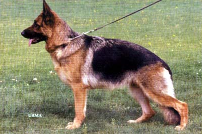 Toska vom Steigerhof | German Shepherd Dog 