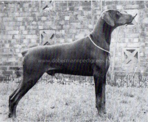 Gemson's Highlander | Black Doberman Pinscher