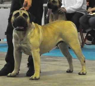 CAYNA des contes de lola | Perro de Presa Canario 