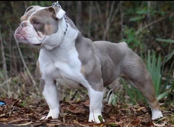 TrueStyle Bullies Karma | Olde English Bulldogge 