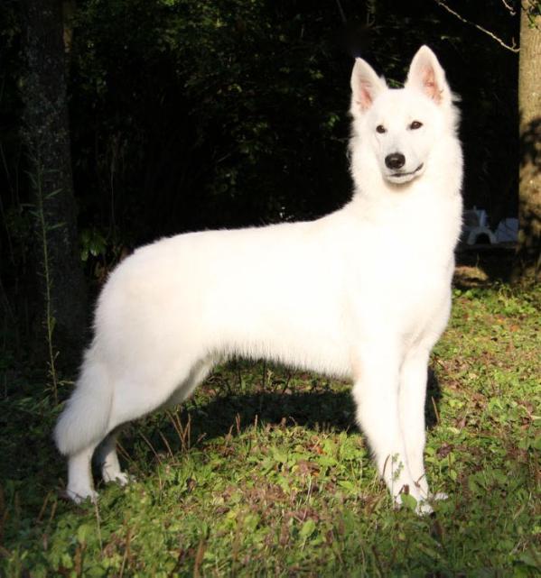 Fatal-Beauty du Royaume des Lys d'Or | White Swiss Shepherd Dog 