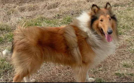 Valient Bo-Dandy Delight | Rough Collie 