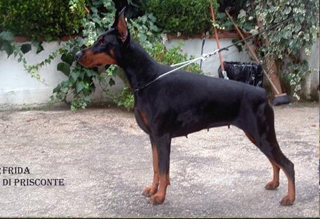 Frida di Prisconte | Black Doberman Pinscher