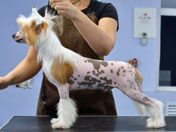 Much In Evidence iz Daimond Siti | Chinese Crested 