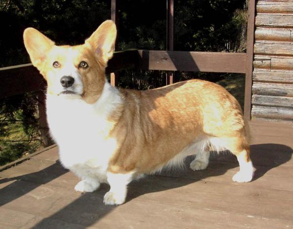 Kimberley z Old Pembroku | Pembroke Welsh Corgi 