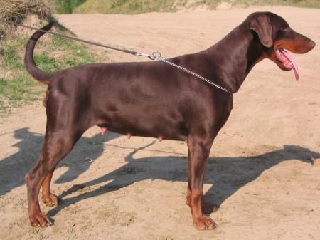 Megan May v.'t Sweko | Brown Doberman Pinscher