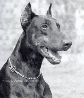 Harco v.d. Donken | Black Doberman Pinscher