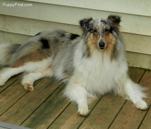 Blessed Acres Jezebel | Rough Collie 