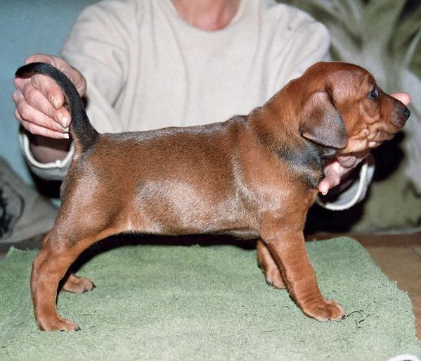 Treulieb¿s Daniela | German Pinscher 