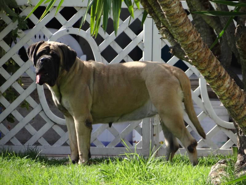 NEBRASKA | Mastiff 