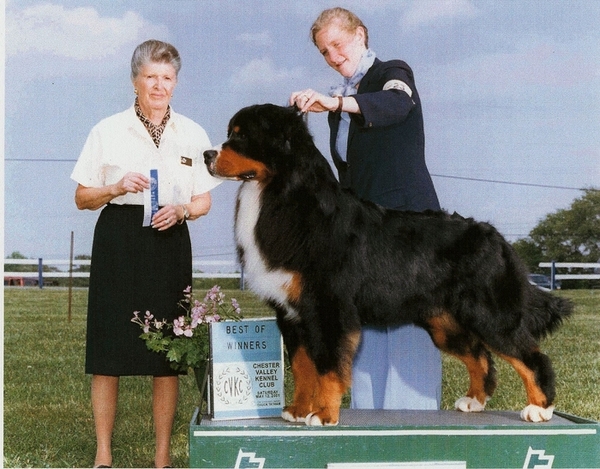 Mountain Spirit's Darth Vader | Bernese Mountain Dog 