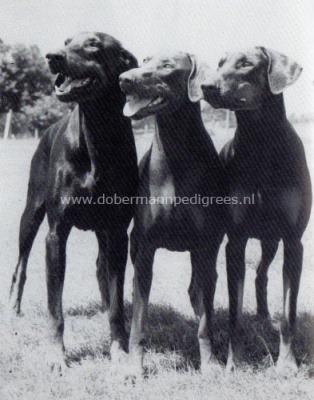 Ebony Silent Whisper at Sealandair | Brown Doberman Pinscher