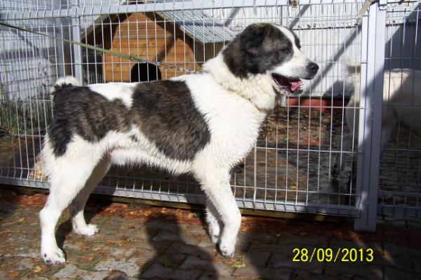 Gardian Endzel Mard | Central Asian Shepherd Dog 