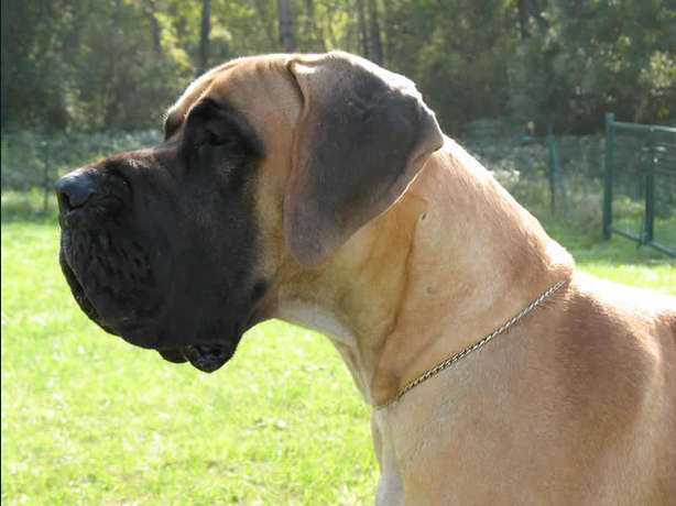 Barank-Shah des Terres de la Rairie | Great Dane 