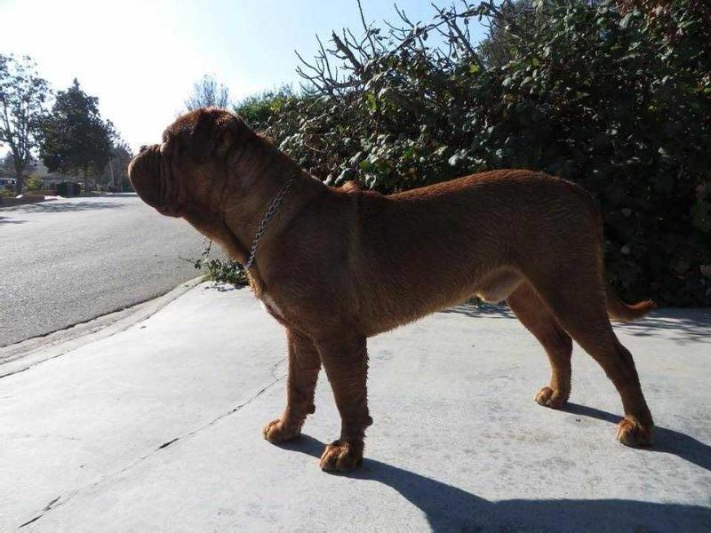 Red Brawns Axel | Dogue de Bordeaux 