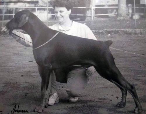 Swnydwr Storm Bearer | Brown Doberman Pinscher