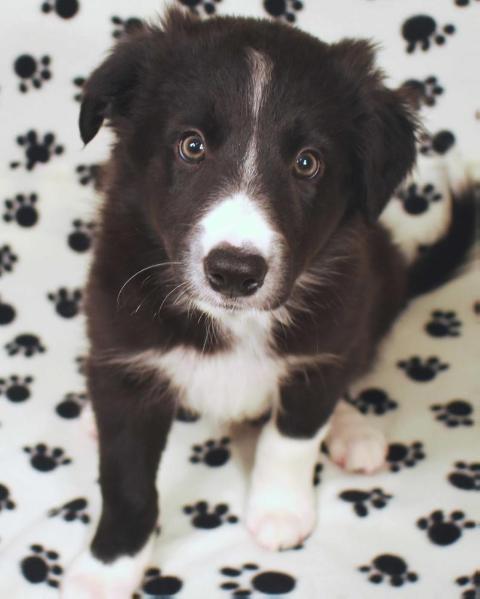 AWE2C Triton (Ollie) | Border Collie 