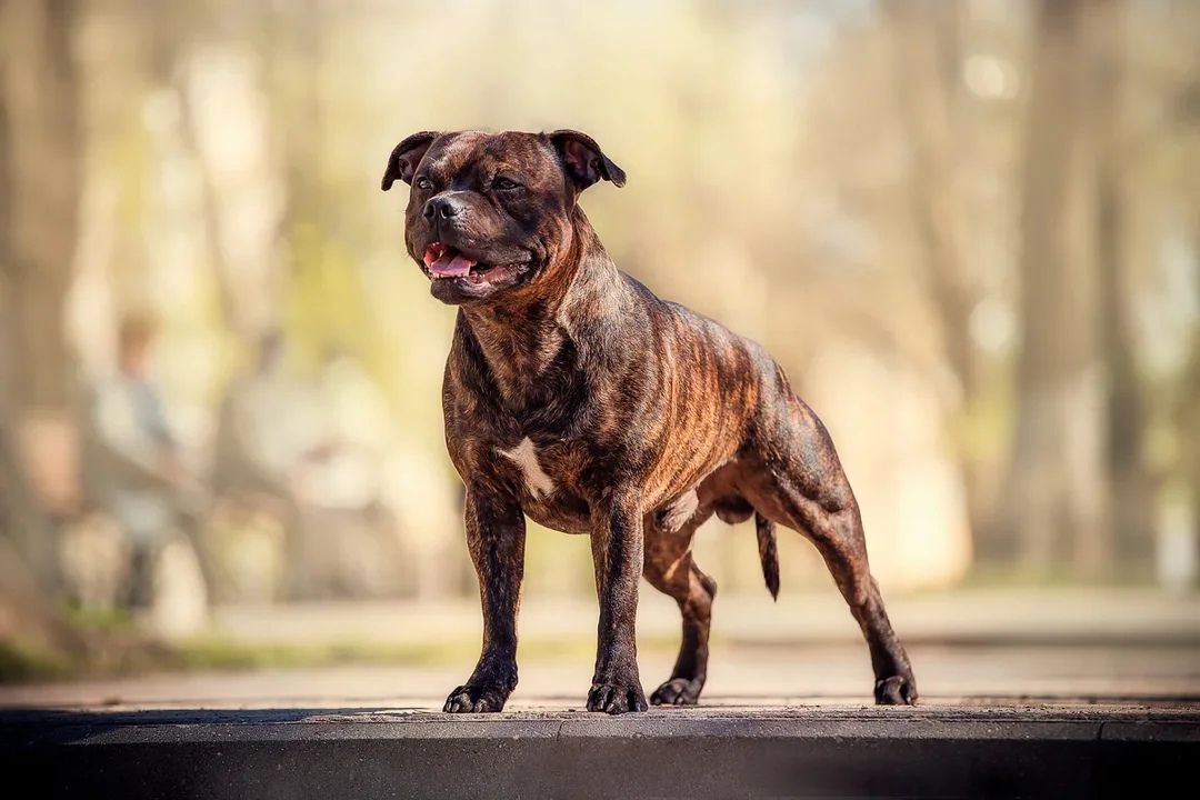 PINE FOREST BEST TURBO SHMEL | Staffordshire Bull Terrier 