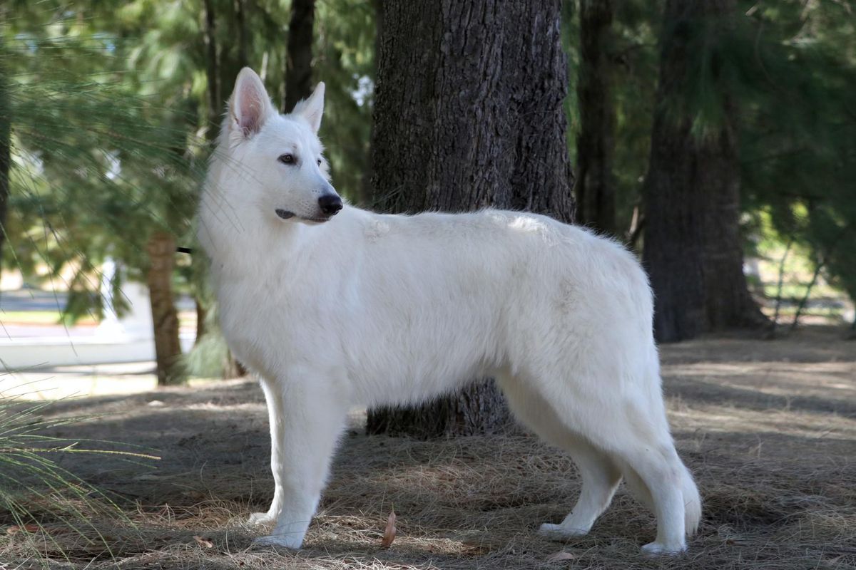 Ublong Shaydi Bizness | White Swiss Shepherd Dog 