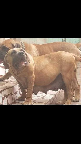 Teddy West | African Boerboel 