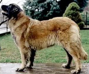 AmbraAstrid | Leonberger 