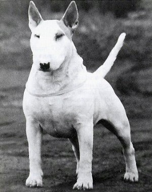 Aricon Chief Eye Shy | Bull Terrier 